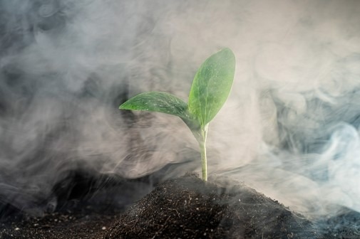 DNAN accumulates throughout the plant.