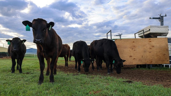 Beef steers graze on a ranch in Dillon, Montana.