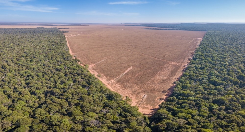 deforestation in the amazon
