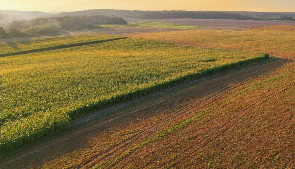 maize field farm