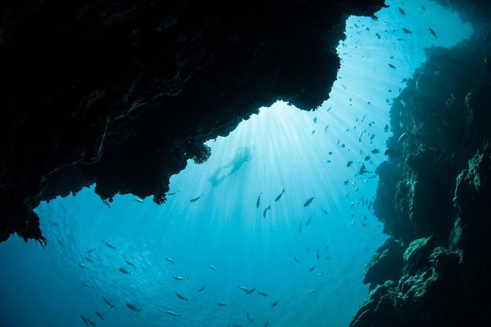 fish swimming in deep ocean