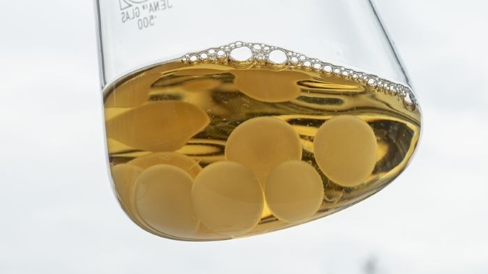 The Future of Biobatteries: A Fungal Approach