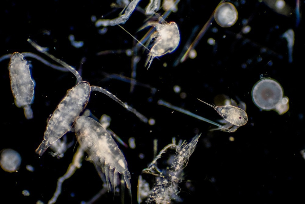zooplankton