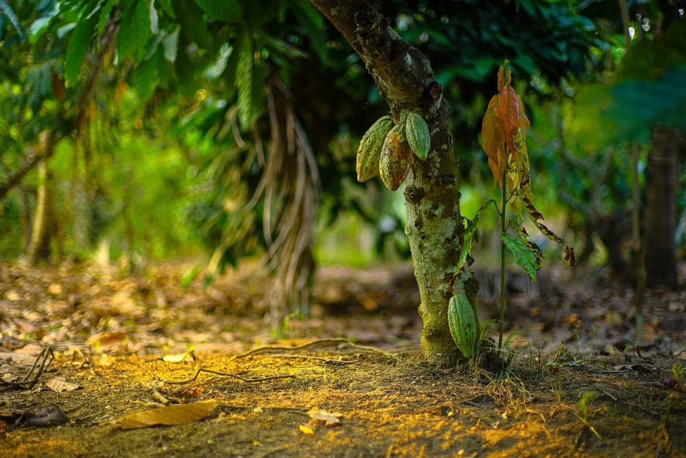 chocolate tree, cocoa farming