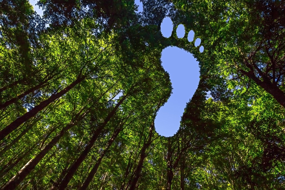 footprint next to trees