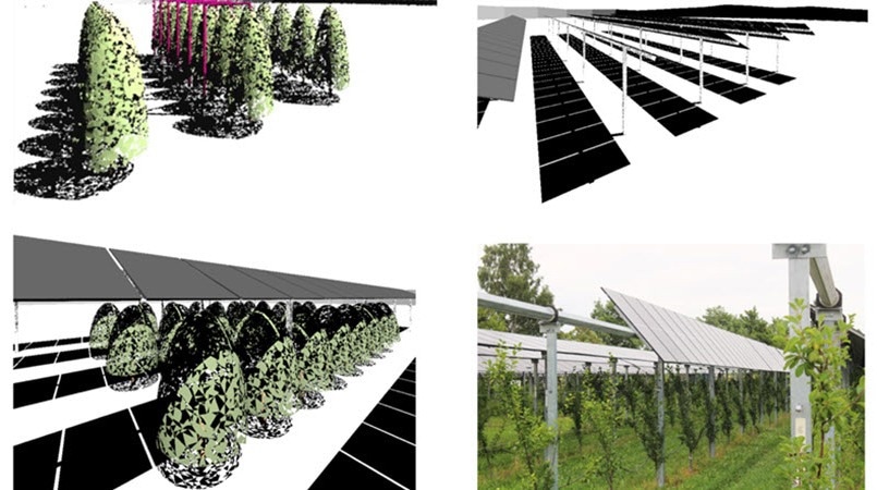 A collage of four images showcases agrivoltaic systems, which integrate solar panels with agricultural practices. The top left and bottom left images feature computer-generated models of trees or crops planted in rows under elevated solar panels. The top right image is a digital rendering of solar panel arrays casting shadows on the ground. The bottom right image is a real-life photograph of an agrivoltaic system, where rows of fruit trees or vines grow beneath elevated solar panels, demonstrating the integration of renewable energy with agriculture.