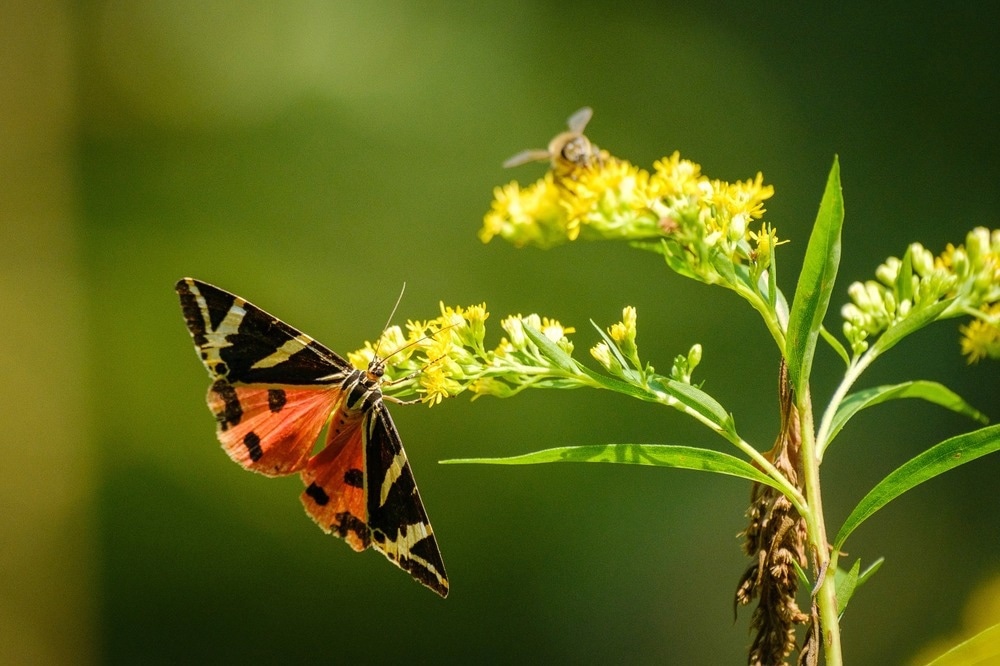 jersey tiger moth