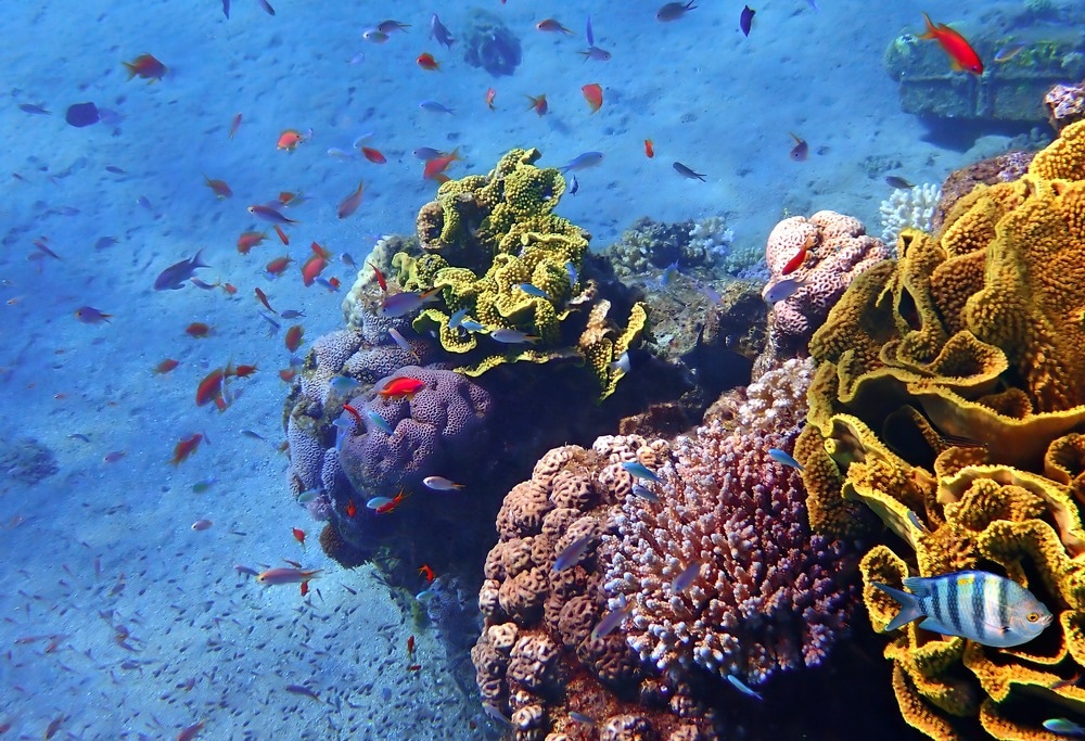'Revive Our Ocean' Initiative Gives Hope to Vulnerable Coastal Regions