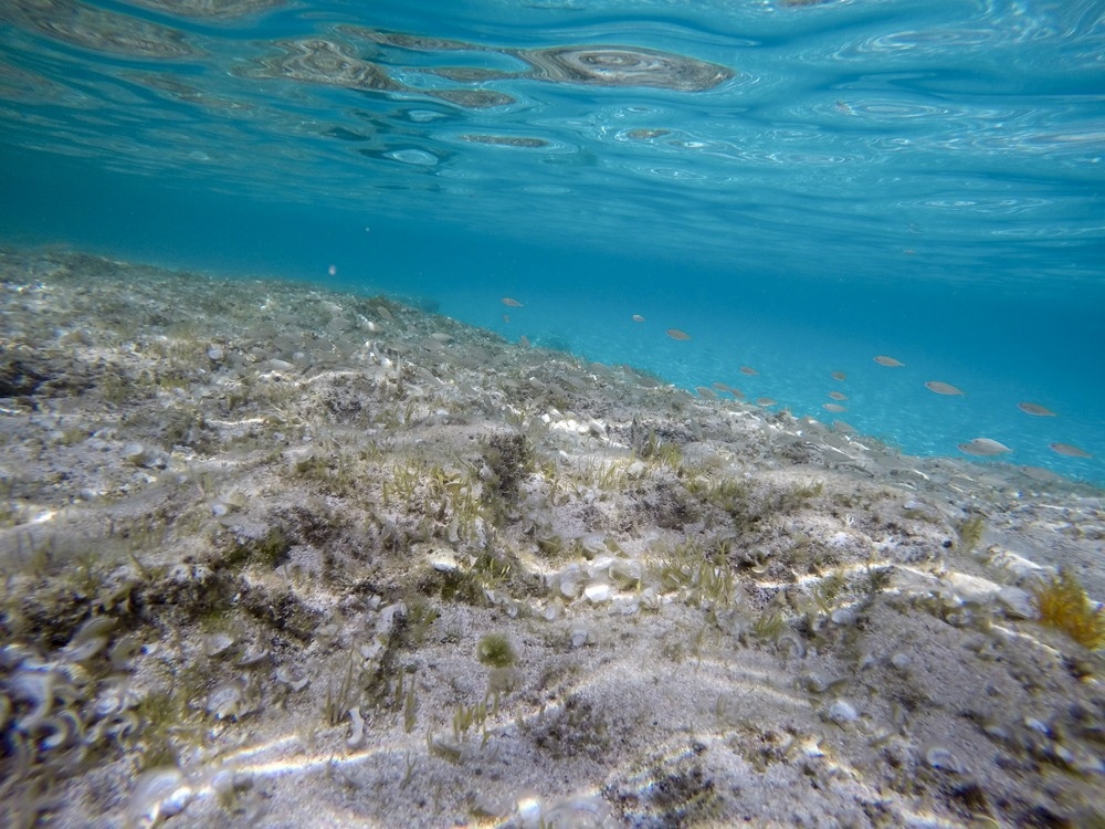seafloor sediments