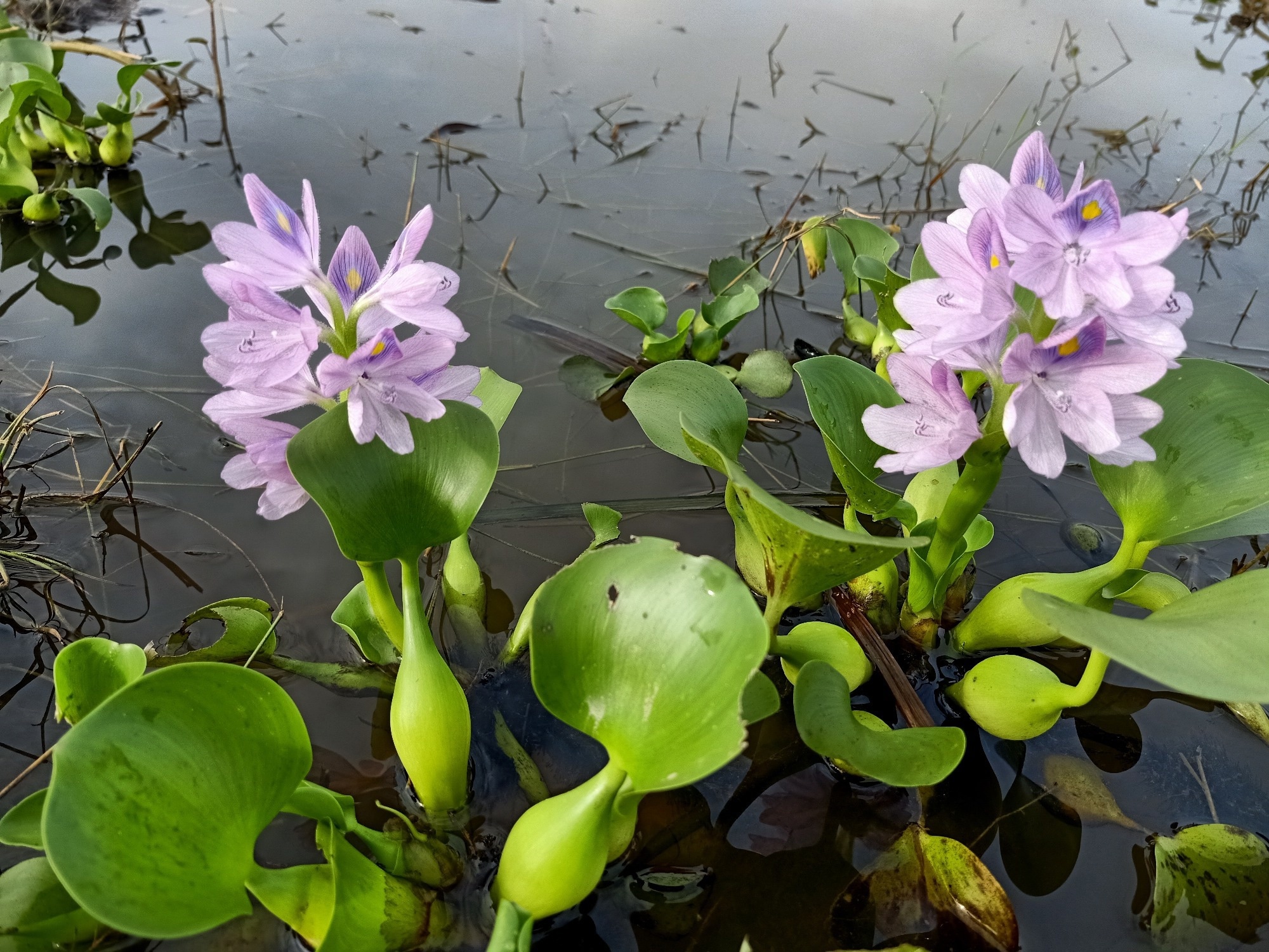 water hyacinth