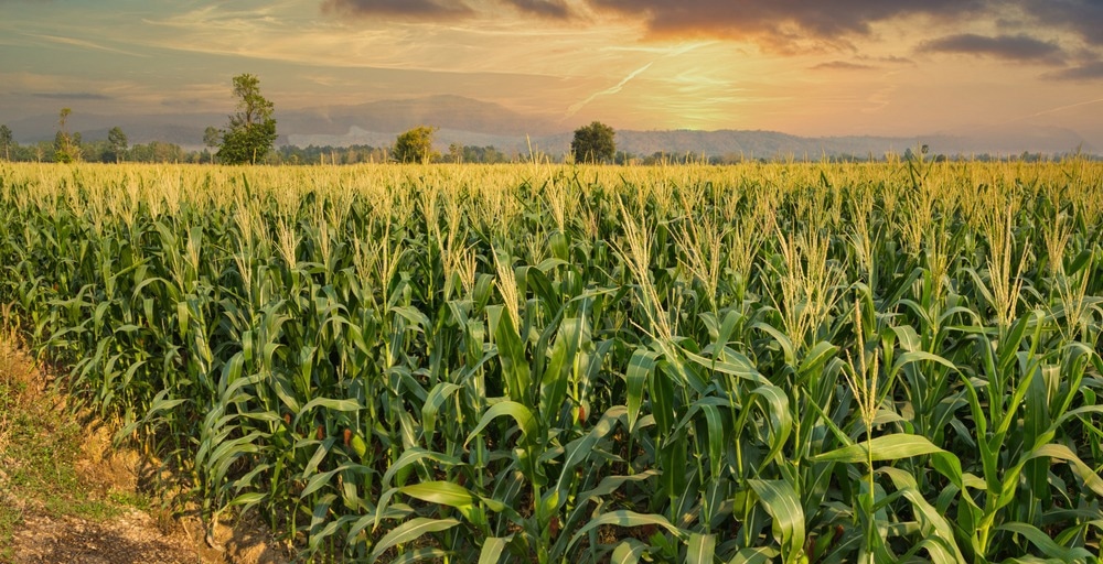 agriculture