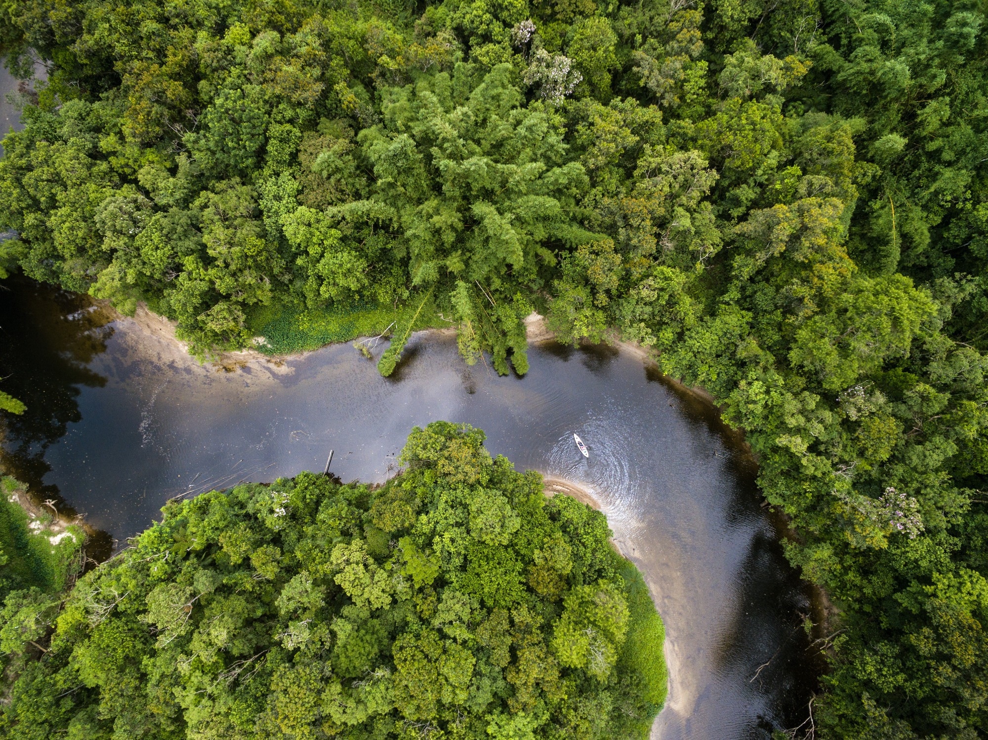 amazon rainforest