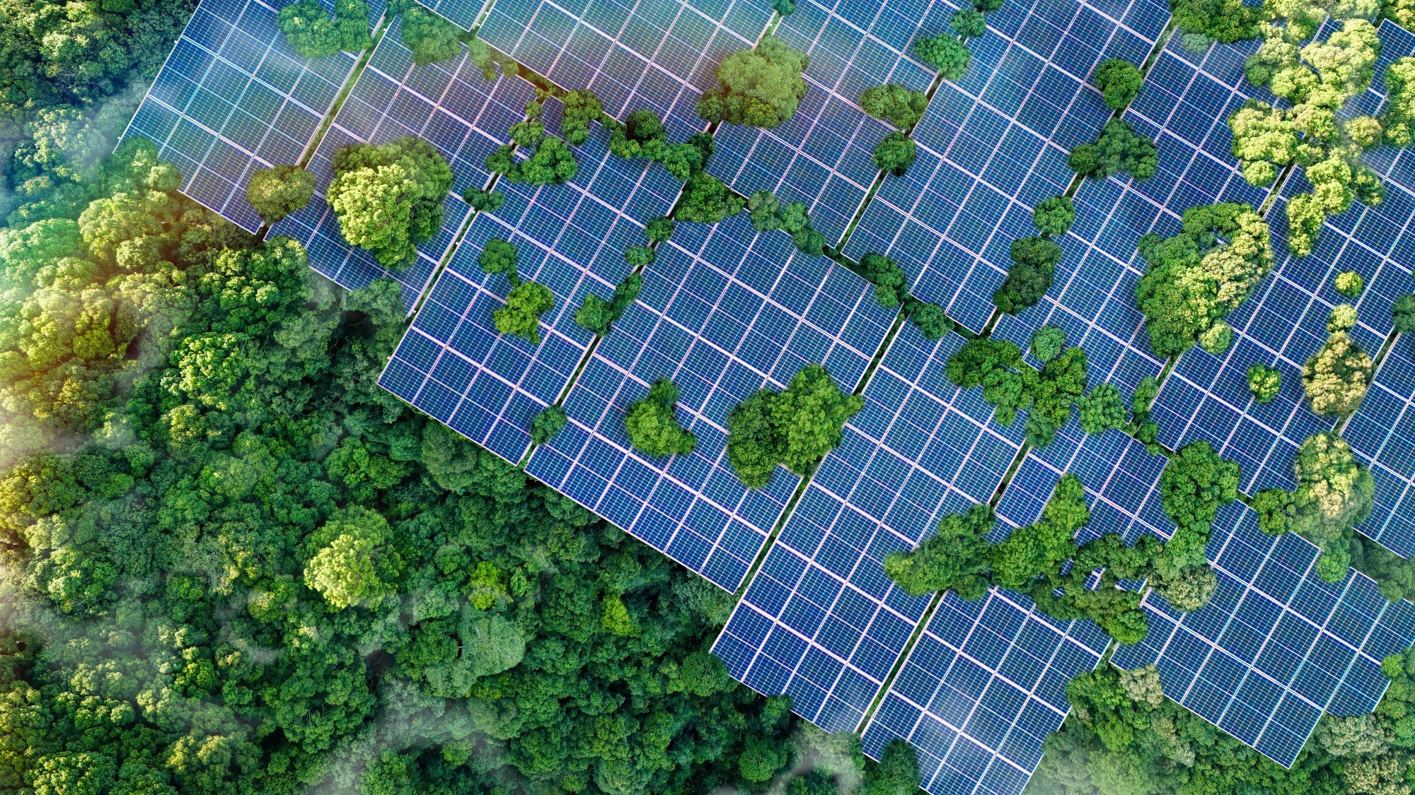Solar panels installed in the green forest.