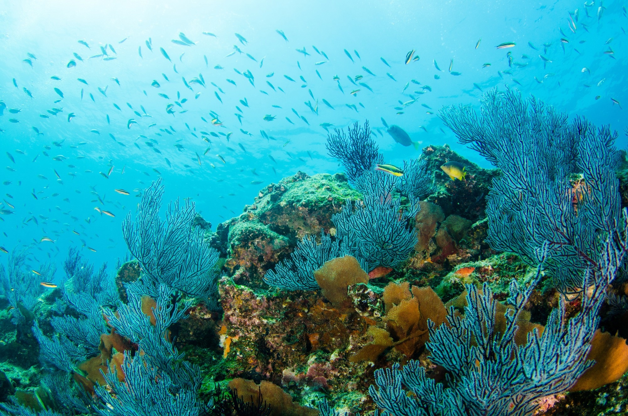underwater corals with fish