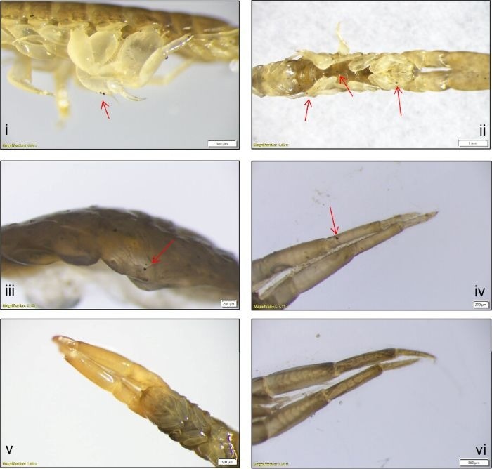 Microplastics: Tiny Tire Particles Found to Stick to and Be Eaten By Estuarine Animals