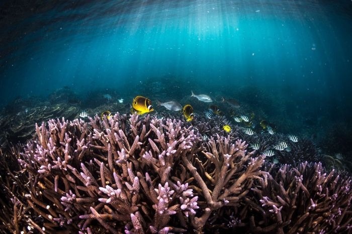 AI Models Outperform Traditional Climate Predictions, Offering New Insights for Coral Reef Futures