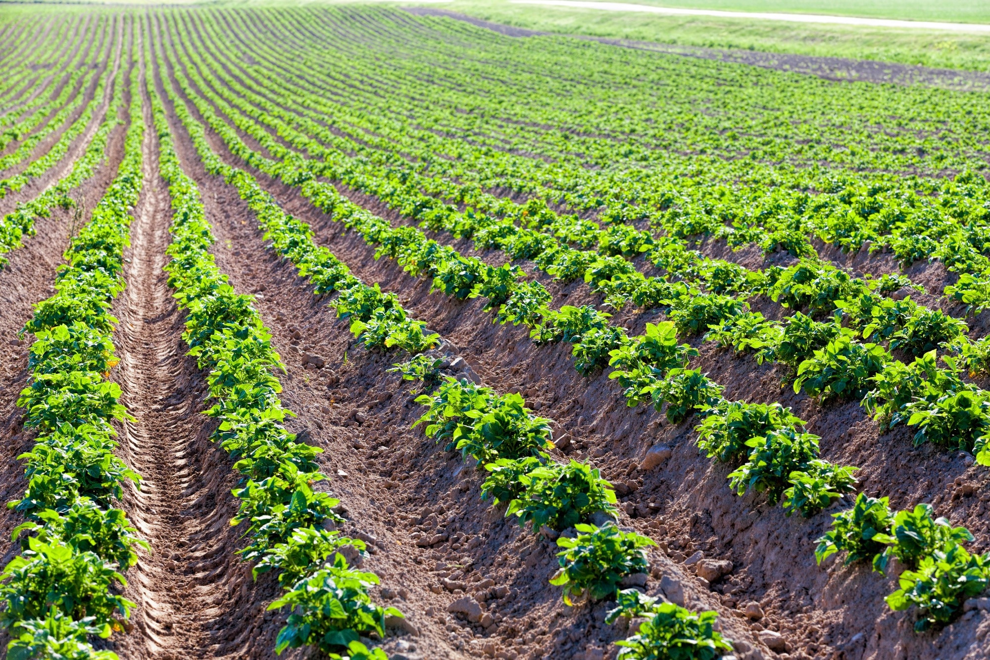 Cover Crops Could Fuel a Greener Future: New Study Finds Up to 70 % Emissions Cuts