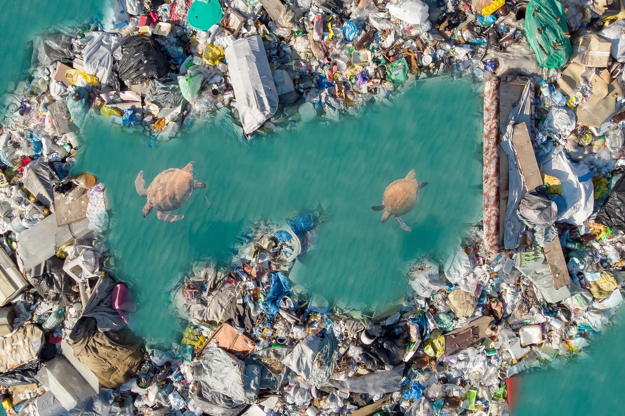 plastic pollution in ocean with turtles swimming below