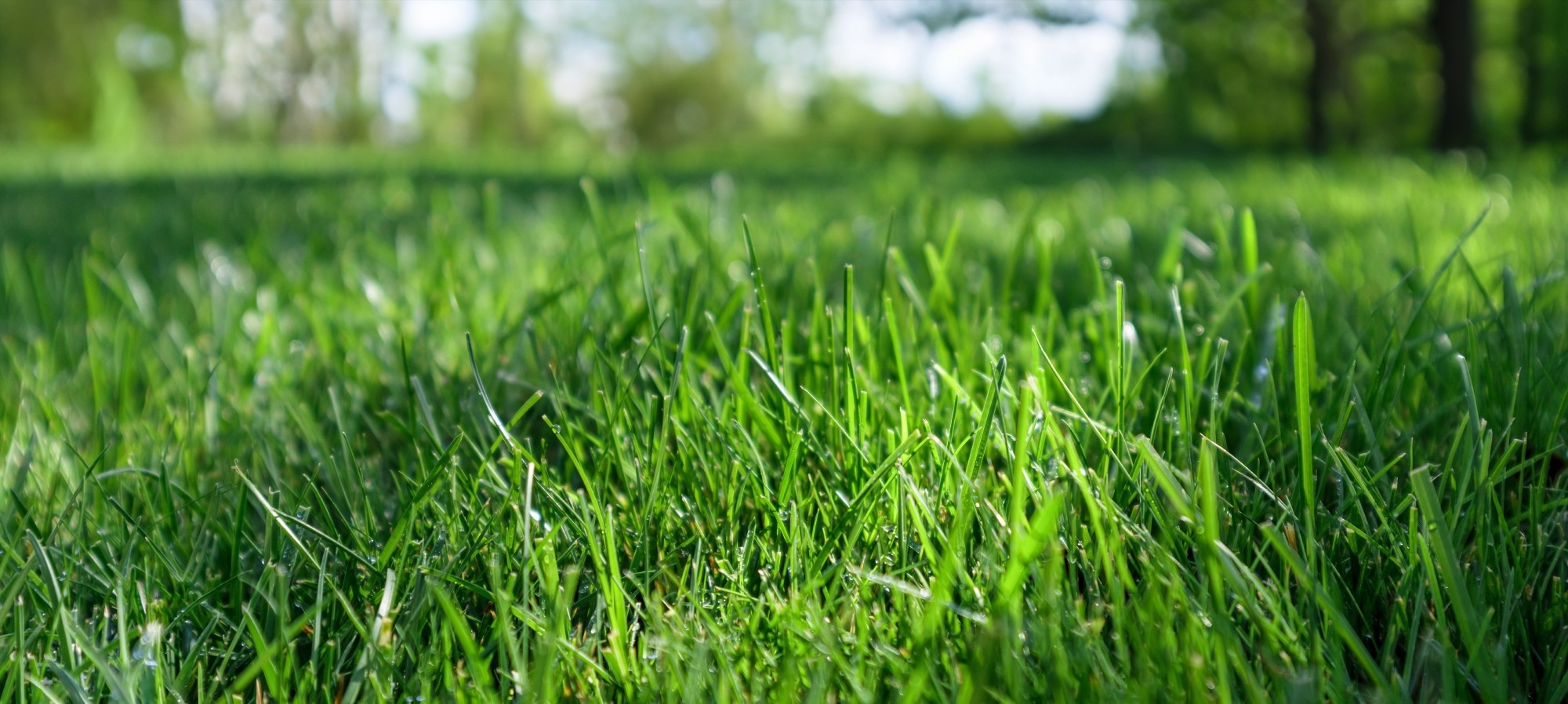 Close up off a lush, bright green lawn on a sunny day.