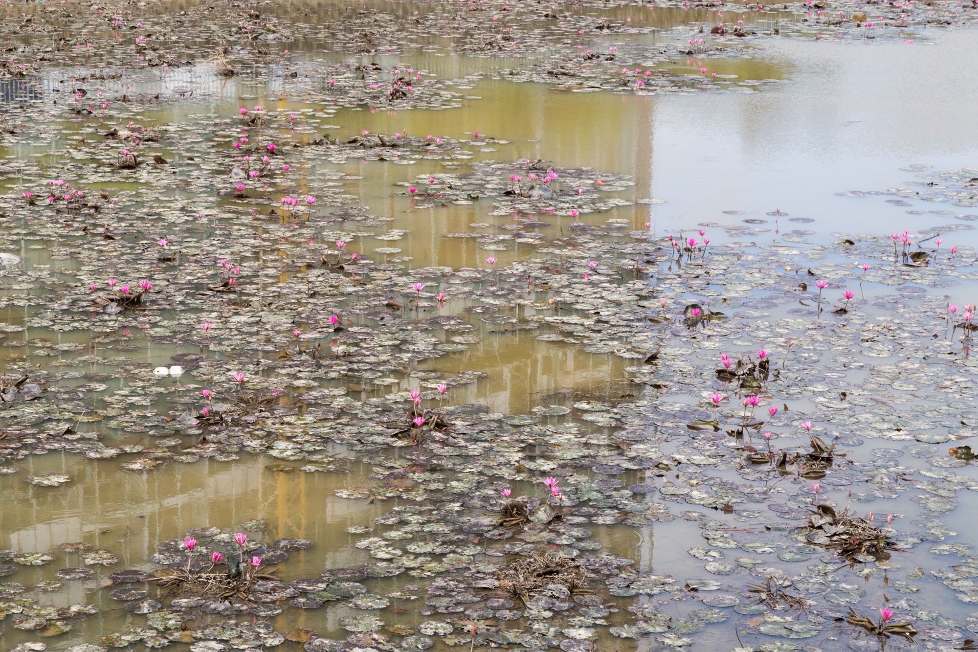 Water polluted with nitrate (presumably from agricultural fertiliser).