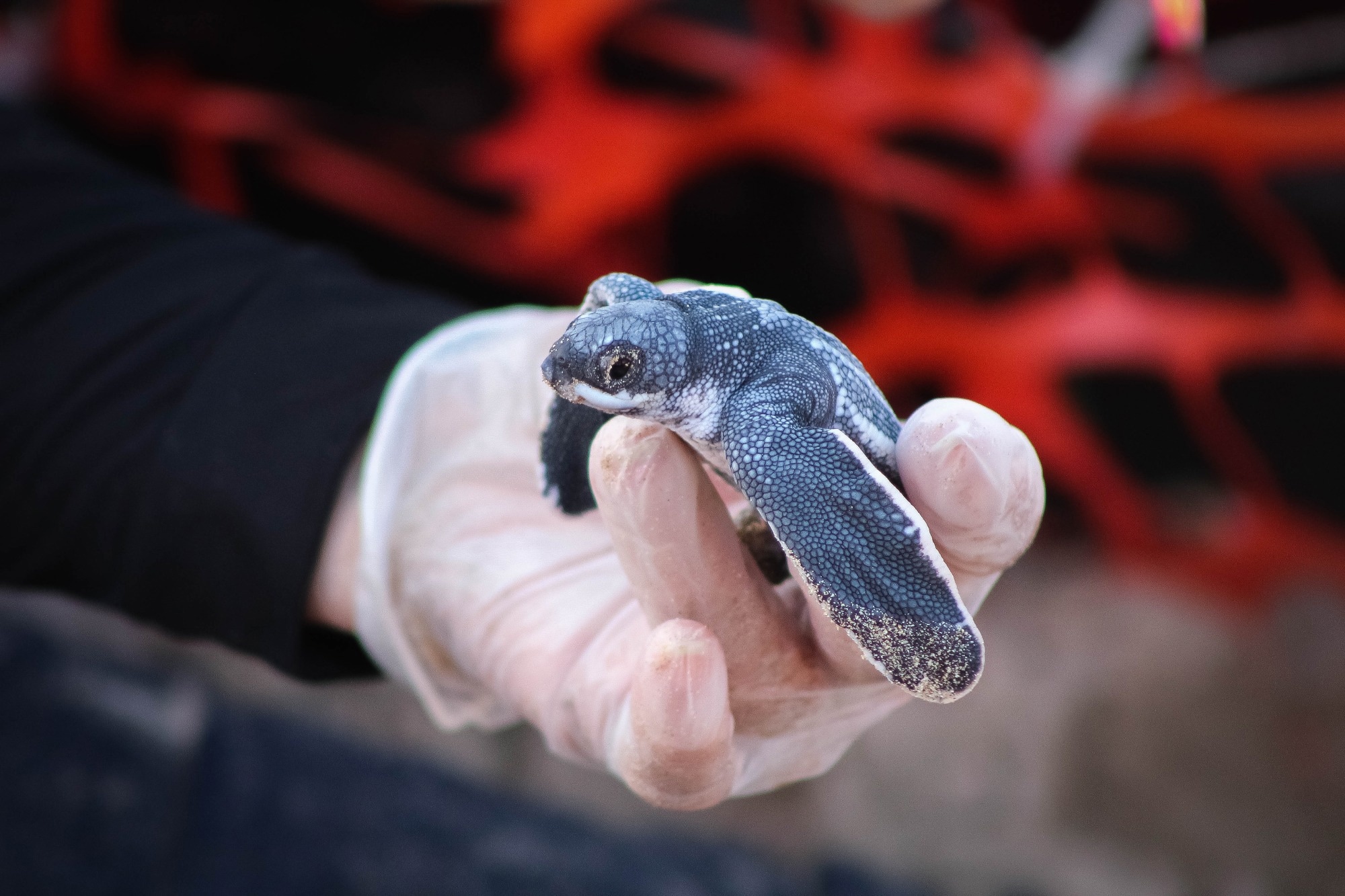 sea turtle being held by person
