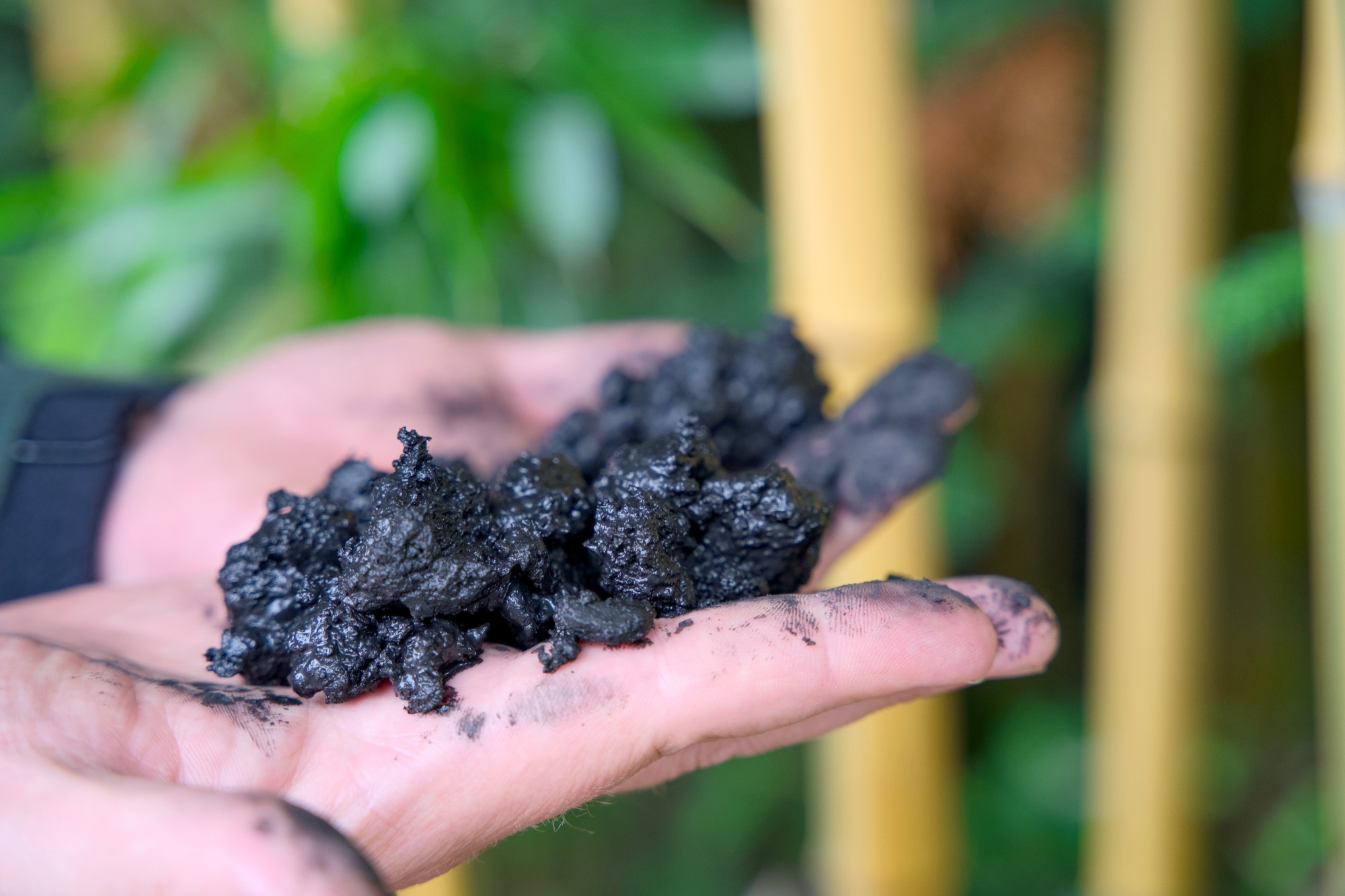 biochar in hand