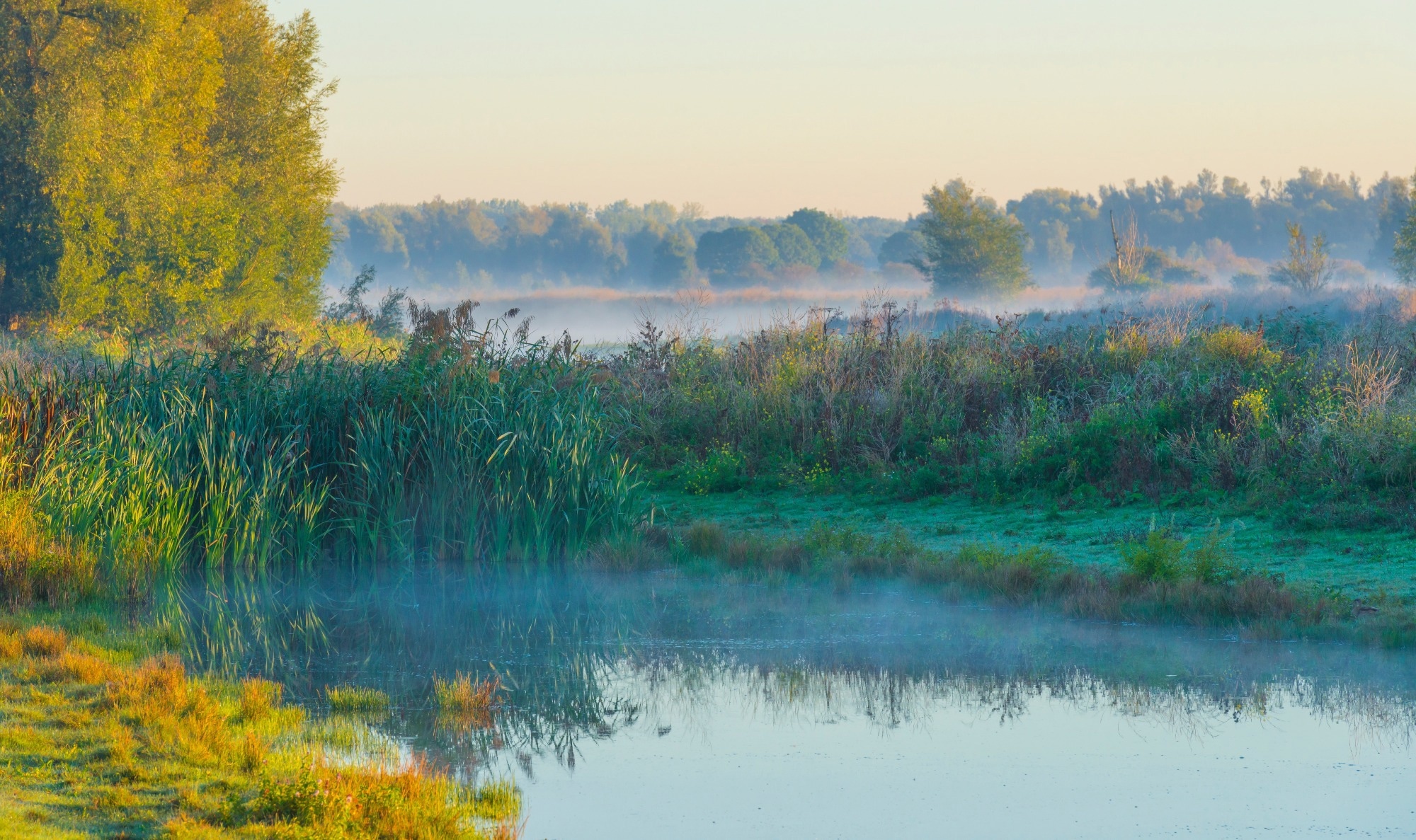 wetland with reeds and grass