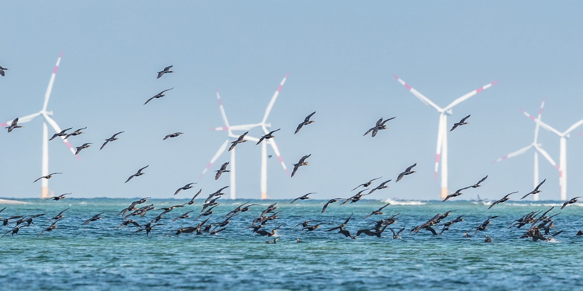 Free OCcAM Seabird Mortality Tool Launches Latest Update for Offshore Wind Industry