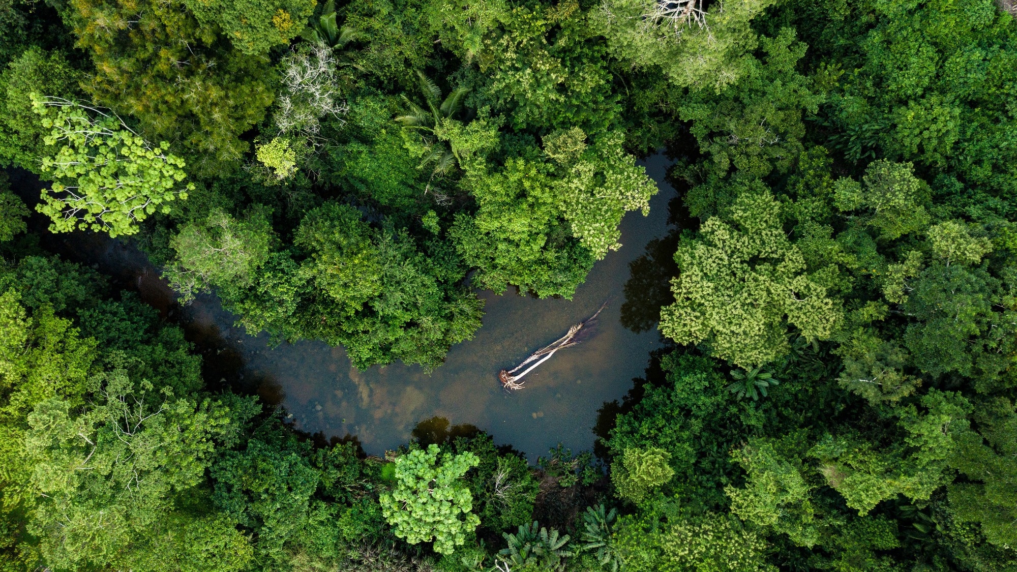 Aerial photo of river in amazon rainforest jungle in Peru.