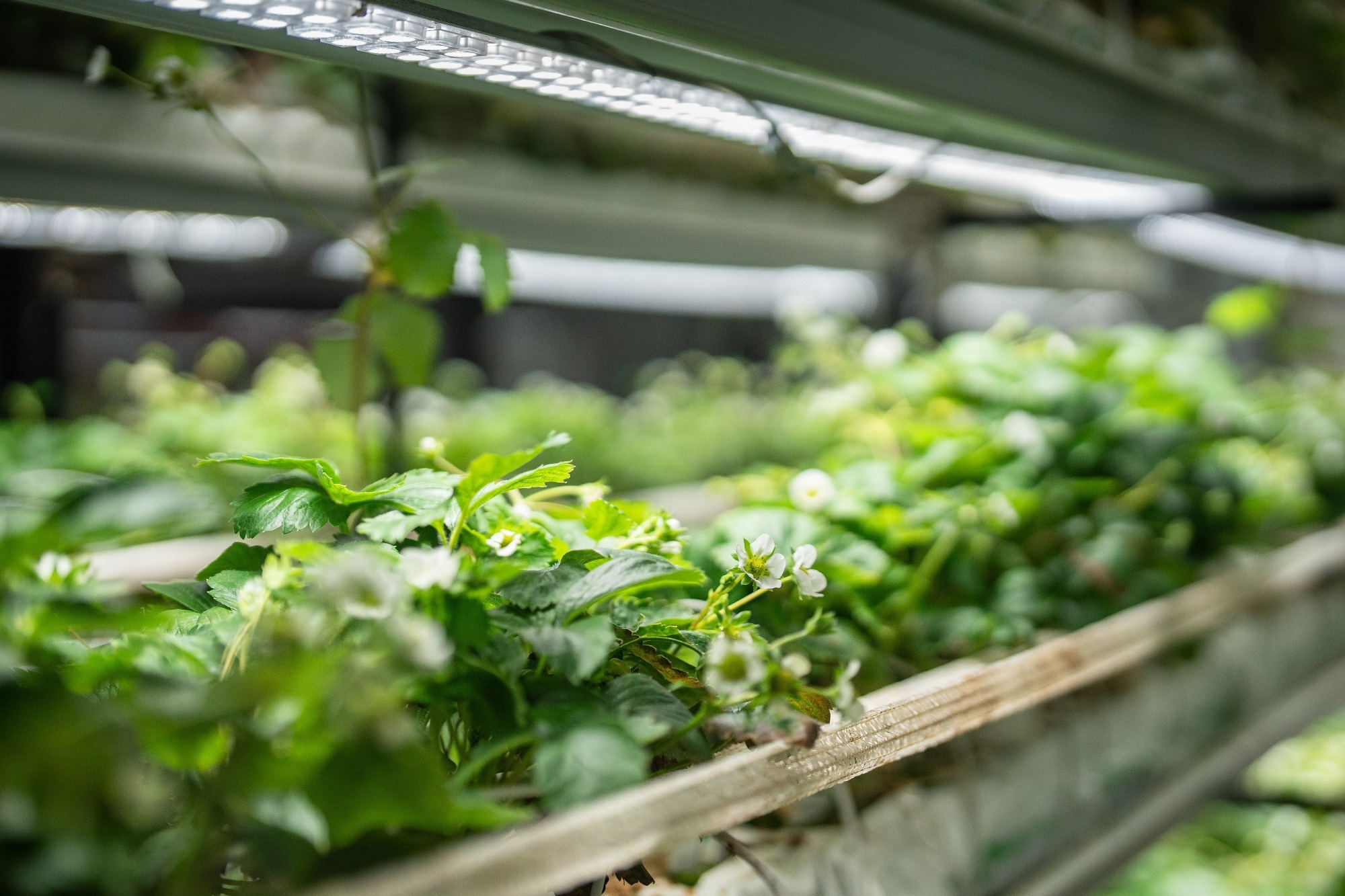 Polydopamine Nanosheets Boost Artificial Photosynthesis Efficiency