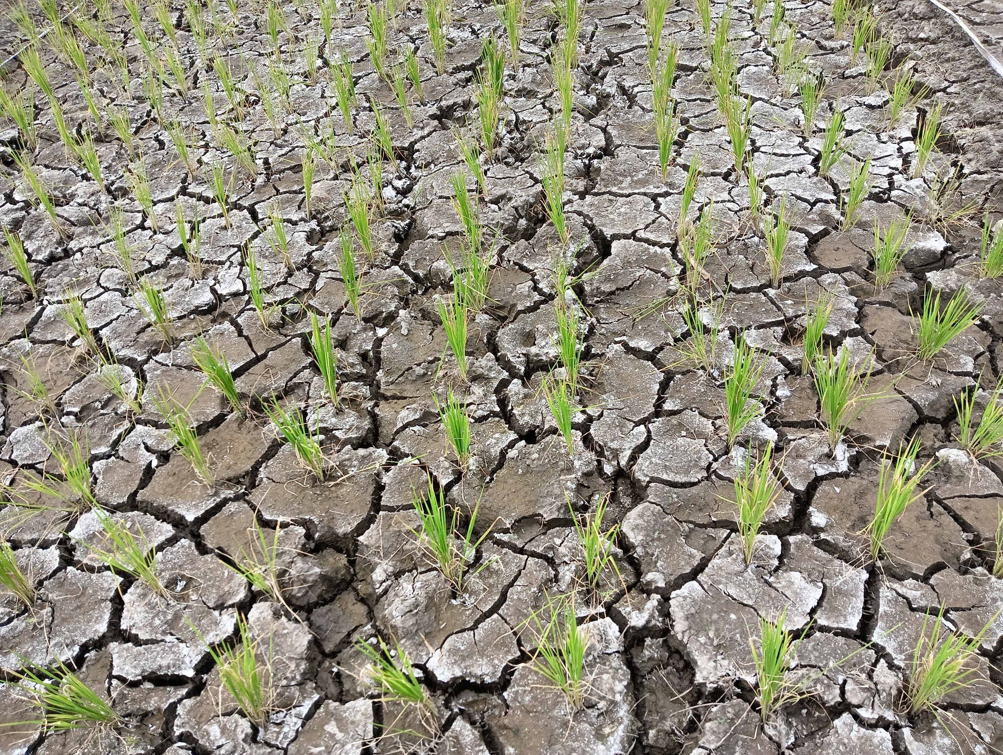 rice field suffering major drought