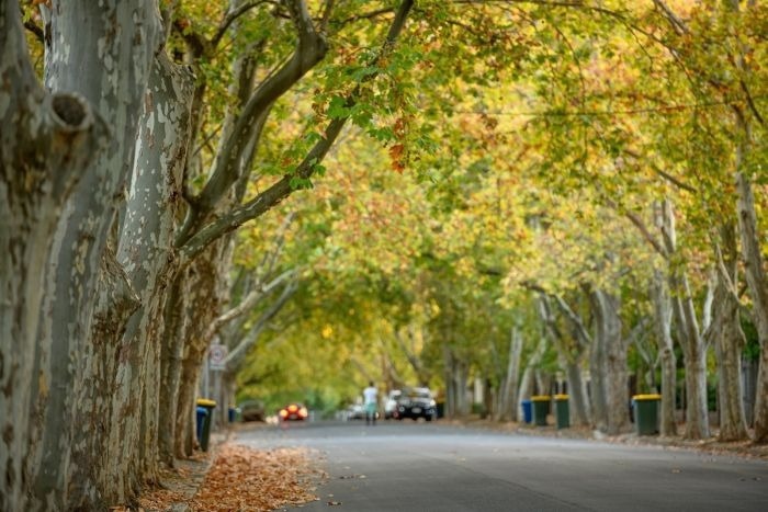 Street Trees Deliver $1.50 Return for Every Dollar Invested