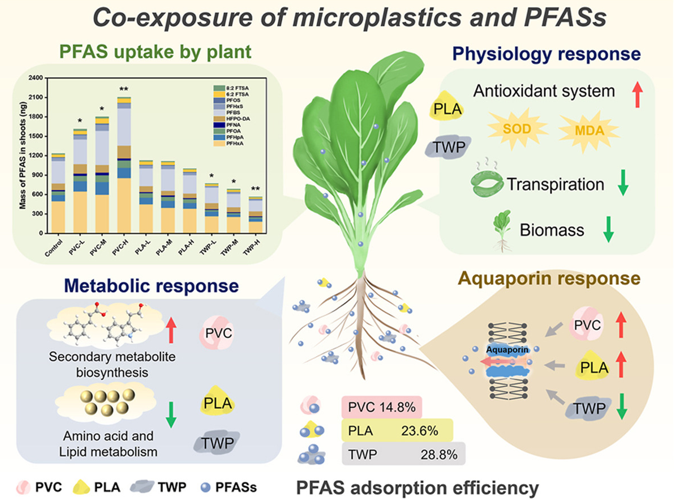Microplastics Can Reshape How Vegetables Absorb “Forever Chemicals”