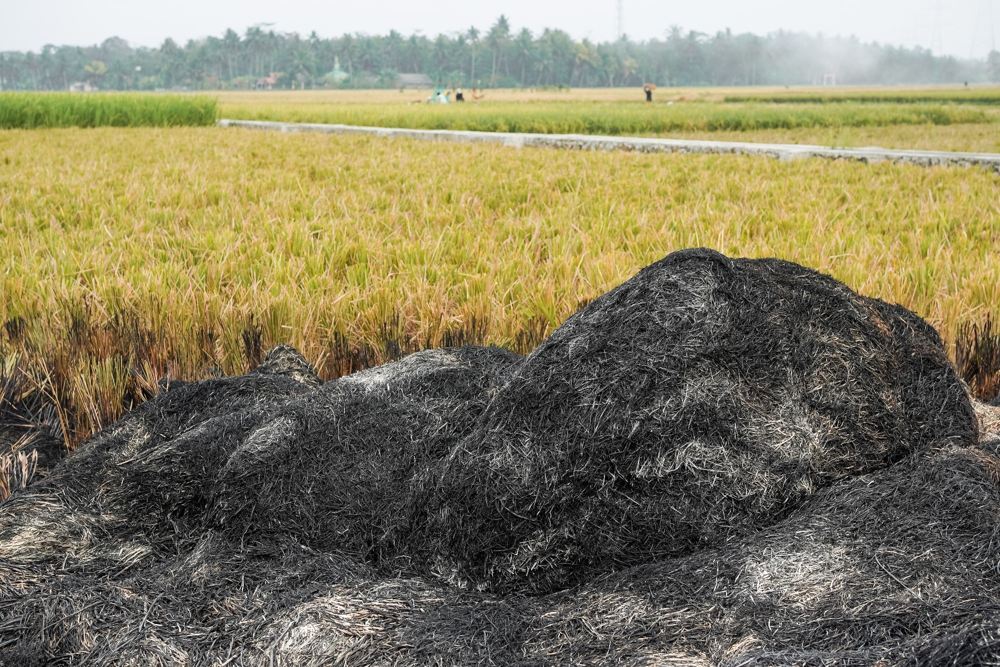 a pile of sustainable agricultural biochar in a field