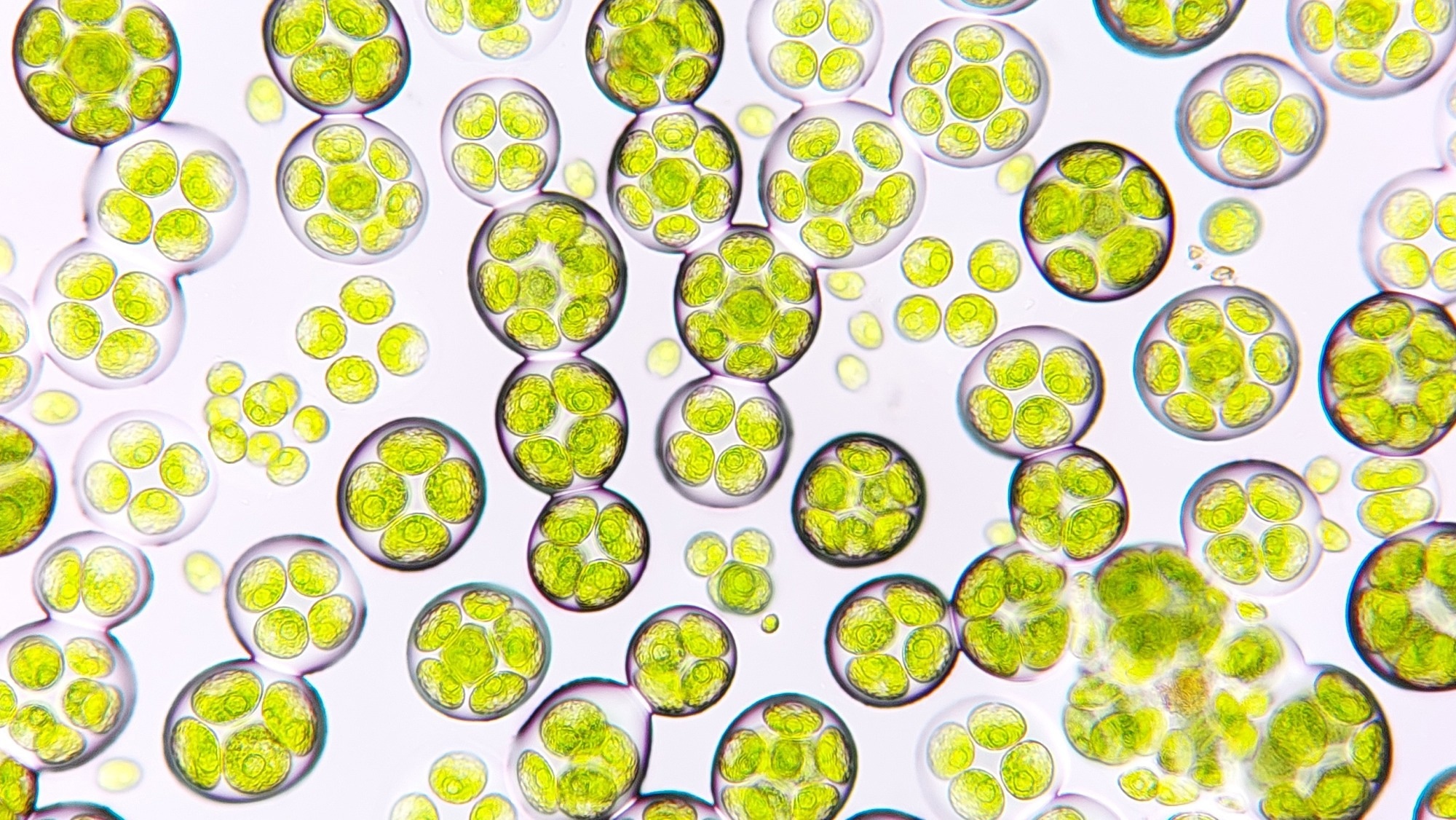 Real-Time CO2 Sensing Tracks Carbon Dynamics in Microalgae