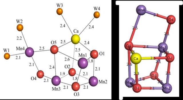 Demystification of Photosynthesis Reaction Mechanisms May Help Produce Unlimited Source of Clean Energy