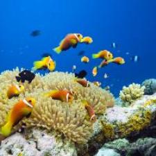 New Study Questions Evolutionary Stability of Biodiversity