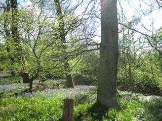 Rare Historic Records Help Understand Climate Change Response of Woodland Trees and Flowers