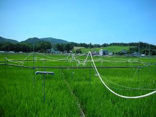 Rising Carbon Dioxide Levels Lead to Low Nitrogen Content in Crops