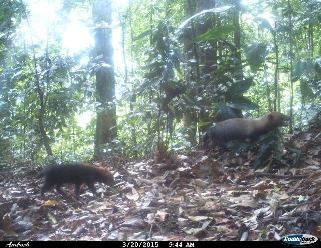 Study Results Help Conservation Planning for Elusive Bush Dogs