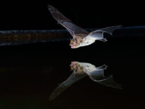Climate Change Responsible for Extraordinary Spread of Kuhl's Pipistrelle Bat Across Europe