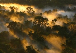 Researchers Study Response of Amazonian Rainforests to Increasingly Variable Climate