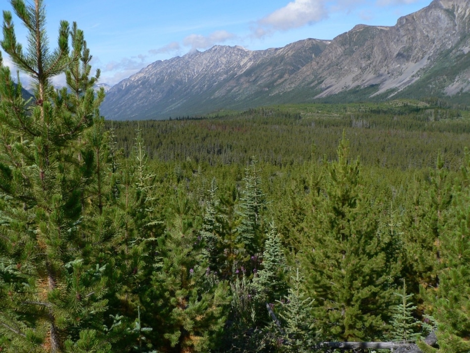 Study Discovers How Different Tree Species Adapt to Climate Change