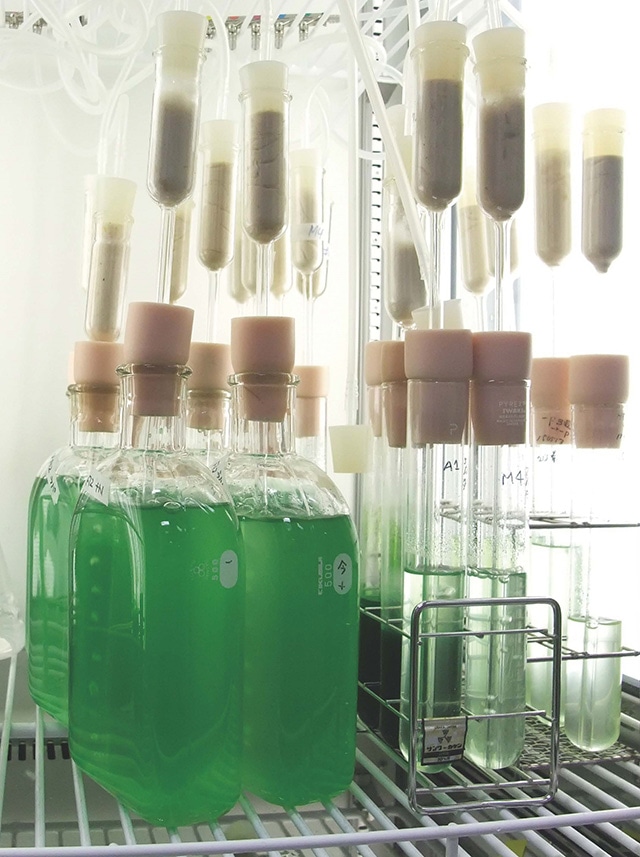 New Enzyme Shows Promise for Increasing Biofuel Production from Algae