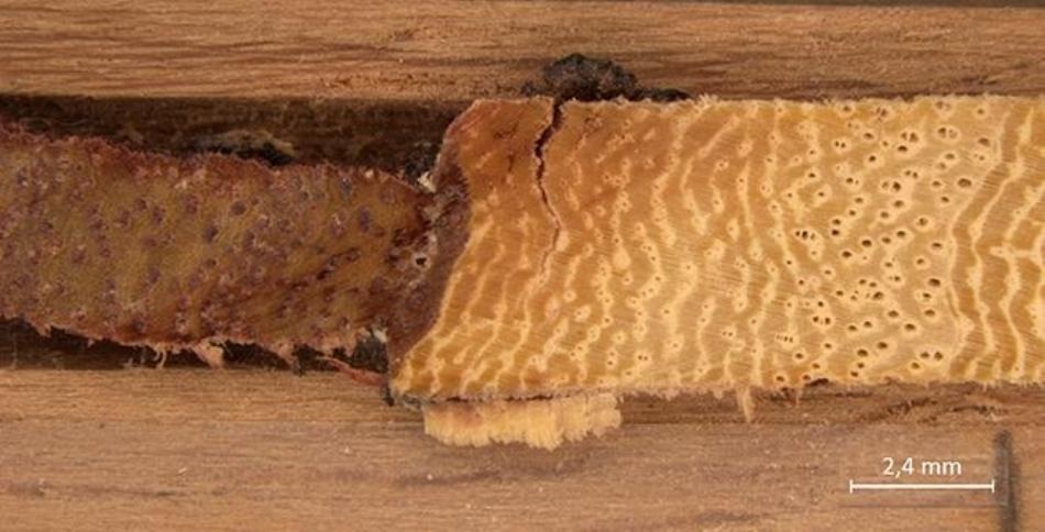 Tipuana Trees Indicate Fall in Environmental Pollution by Heavy Metals and Other Pollutants