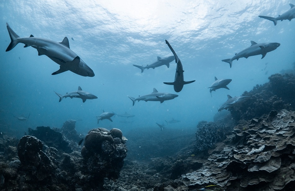 As Oceans Become More Acidic They are Corroding The Skin and Teeth of Sharks