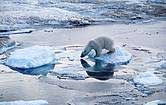 Decade of Arctic Ice Data Studies as Ice Shelf Collapses into the Sea