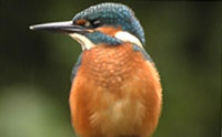 Animals Responding to Climate Change and Biodiversity Loss