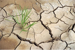 Rubber Technology From Dow Corning Helps Save Water on Plantations