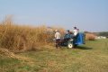 Yield Projections for Switchgrass as a Biofuel Crop